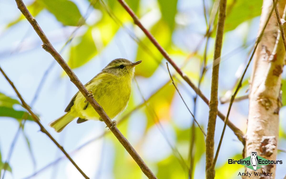 AWBirder's tweet photo. This one is Timor (Flores) Leaf Warbler #properbird 

#birdwatching #birdtwitter #TwitterNatureCommunity #nature #BirdsSeenIn2021 #bird #birding #warbler #birdphotography https://t.co/sGPK0sexft