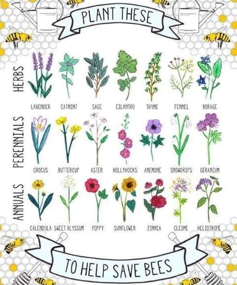 beemouv's tweet photo. Plant these for the bees 🌹🐝 #plants_for_bees #bees #honeybees #pollinators #save_the_bees https://t.co/yT3EEb7JSP