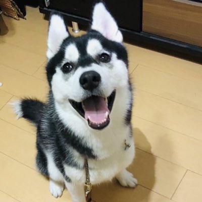 kevinyoshiko's tweet photo. #新しいプロフィール画像 https://t.co/qzkm4c1kuK