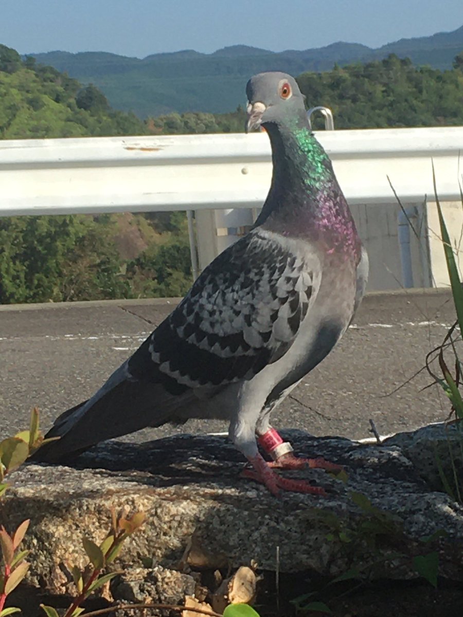 日本伝書鳩協会 Twitter Search 日本伝書鳩協会 Twitter Search