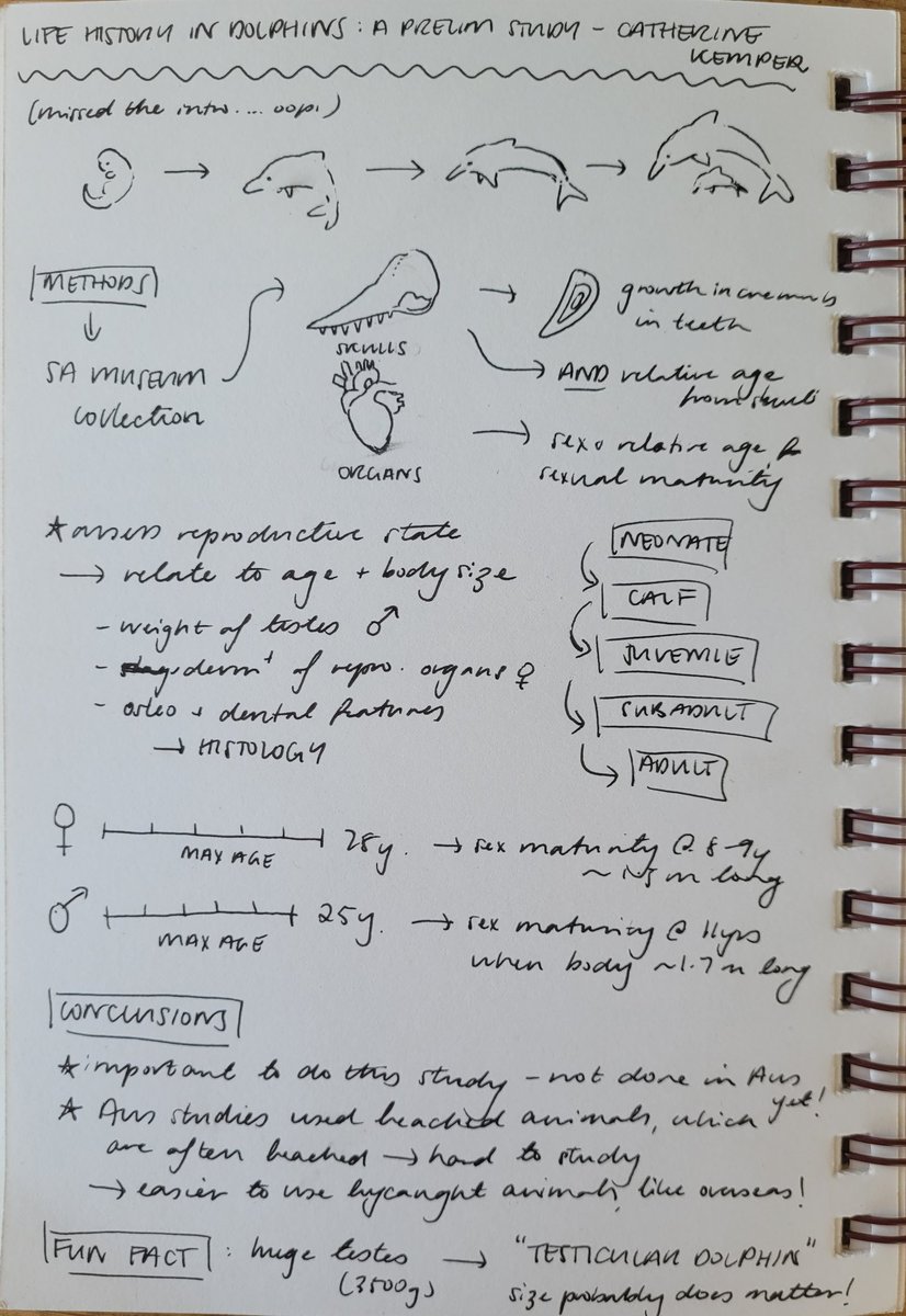 marsupialtapir's tweet photo. Didn't realise I couldn't speed-draw a dolphin until I tried to illustrate Catherine Kemper's #amsc2021 talk, but third time's the charm...? This is the first time dolphin life histories have been studied in Australia, and had some really cool results! https://t.co/PRuRWgOj6z
