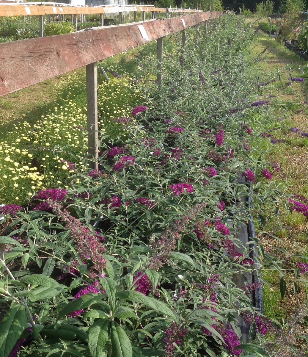 PerryhillPlants's tweet photo. We are open 10am to 4pm most days ring before you visit to confirm. Lots of bargains at the nursery. https://t.co/lR7mRbPKtK