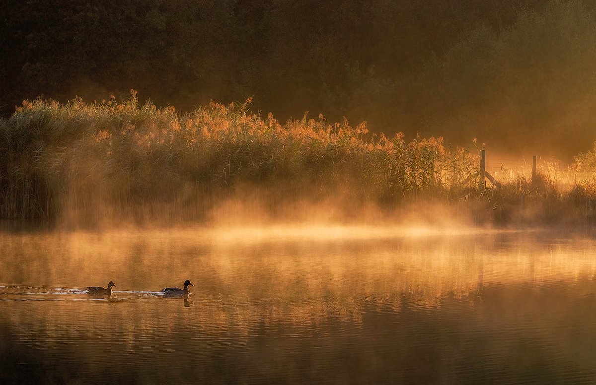 As the weather is only fit for ducks, here's some ducks from the misty quack. Have a fab weekend everybody
#photohour
<a href="/NearbyWild/">NearbyWild #RewildTheEarth 🍃💚🍃</a>
#BBCWildlifePOTD 
Mallard (Anas platyrhynchos)
Black Lake, Lindow Common, #wilmslow #Cheshire