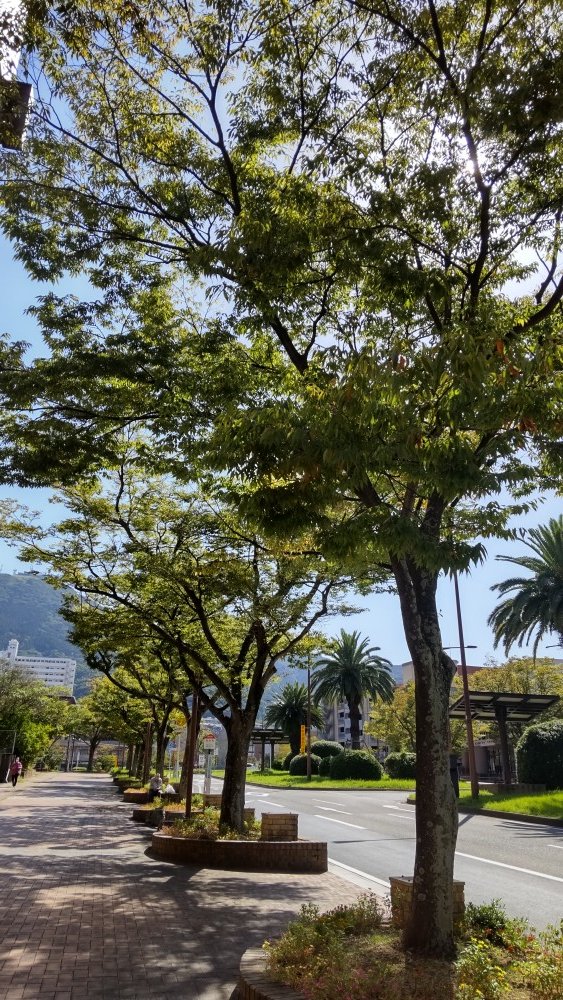 kitaq_bungaku's tweet image. 八幡東区生まれで少年詩を書いた　#みずかみかずよ　さんを偲び、小伊藤山公園で行われた詩碑前での献花式に出席してきました。今日は10月にしては暑く、かずよさんも好きだった八幡駅前から公園に続くけやき並木が、涼しい日陰を作ってくれていました🌳