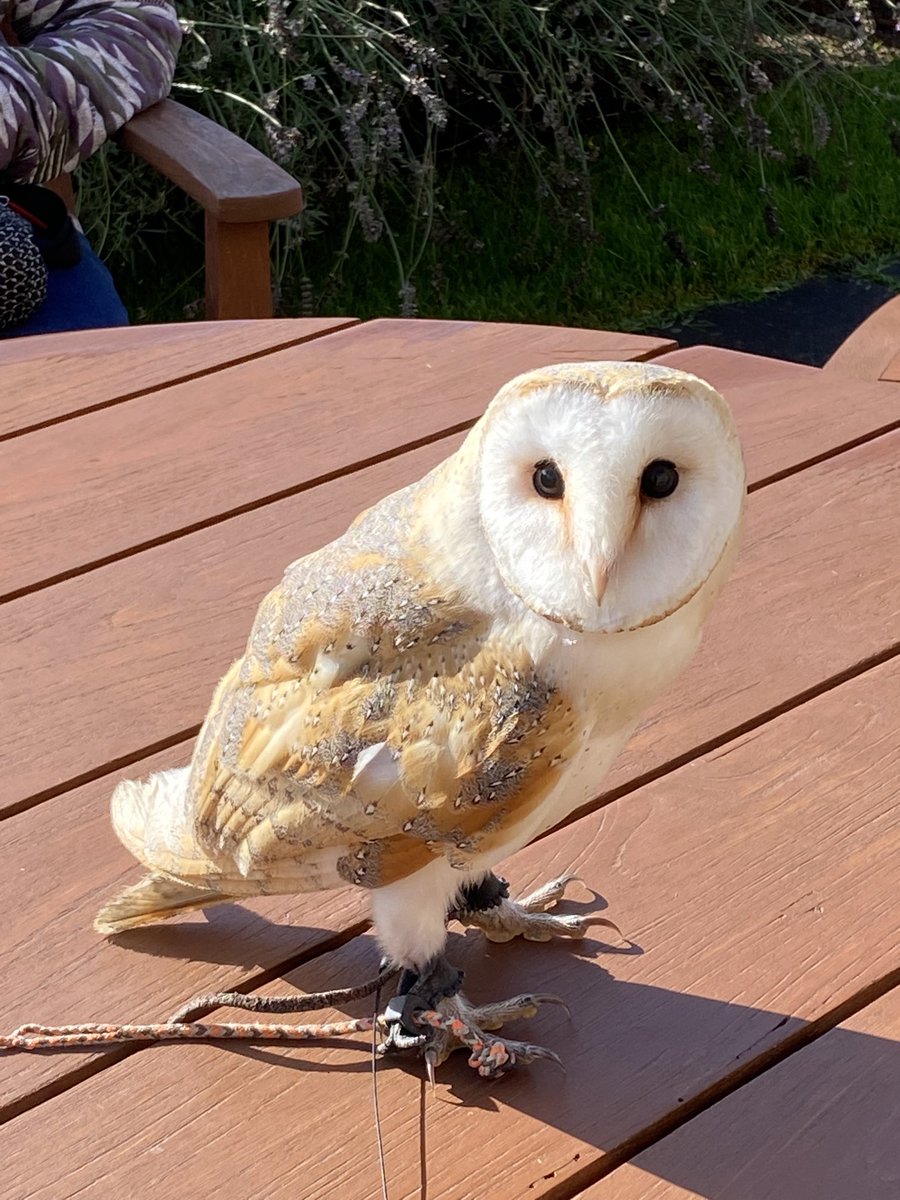 Grace the Barn Owl from <a href="/DartmoorHawker/">Dartmoor Hawker</a> at <a href="/BoveyCastle/">BoveyCastle</a> this week.