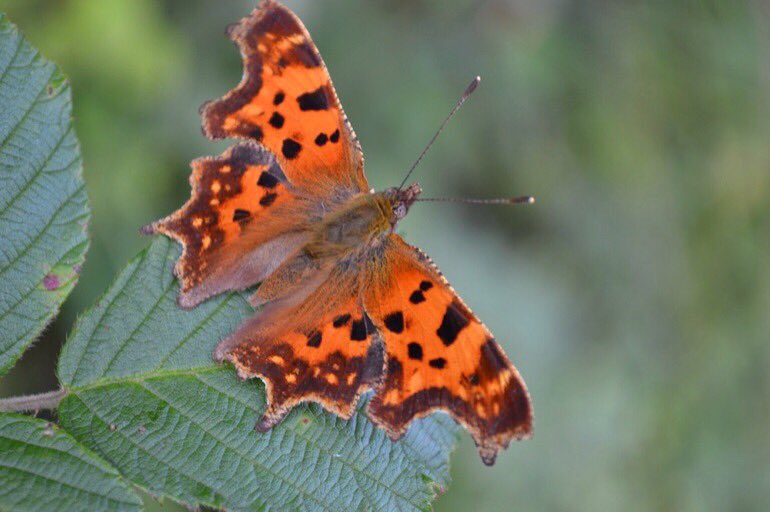 LGSpace's tweet photo. You can help wildlife in your garden this autumn and winter by saving yourself time and effort. Just resist tidying up! More: https://t.co/5qv4tZNQ2q
#nature #gardening https://t.co/YSPWfyx1ve