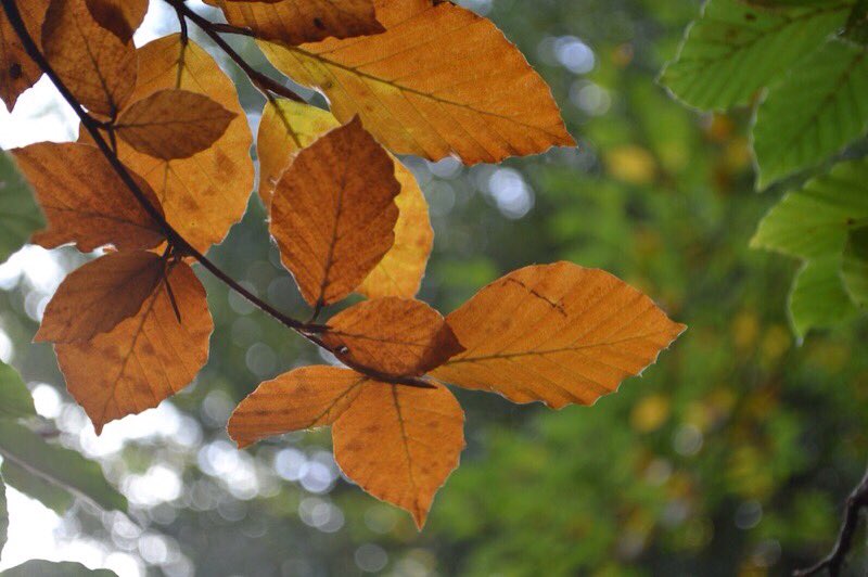 LGSpace's tweet photo. You can help wildlife in your garden this autumn and winter by saving yourself time and effort. Just resist tidying up! More: https://t.co/5qv4tZNQ2q
#nature #gardening https://t.co/YSPWfyx1ve