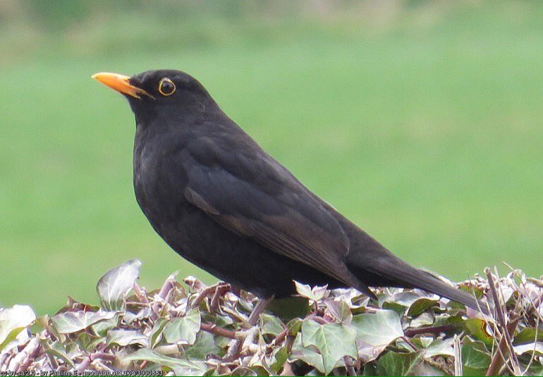 LGSpace's tweet photo. You can help wildlife in your garden this autumn and winter by saving yourself time and effort. Just resist tidying up! More: https://t.co/5qv4tZNQ2q
#nature #gardening https://t.co/YSPWfyx1ve