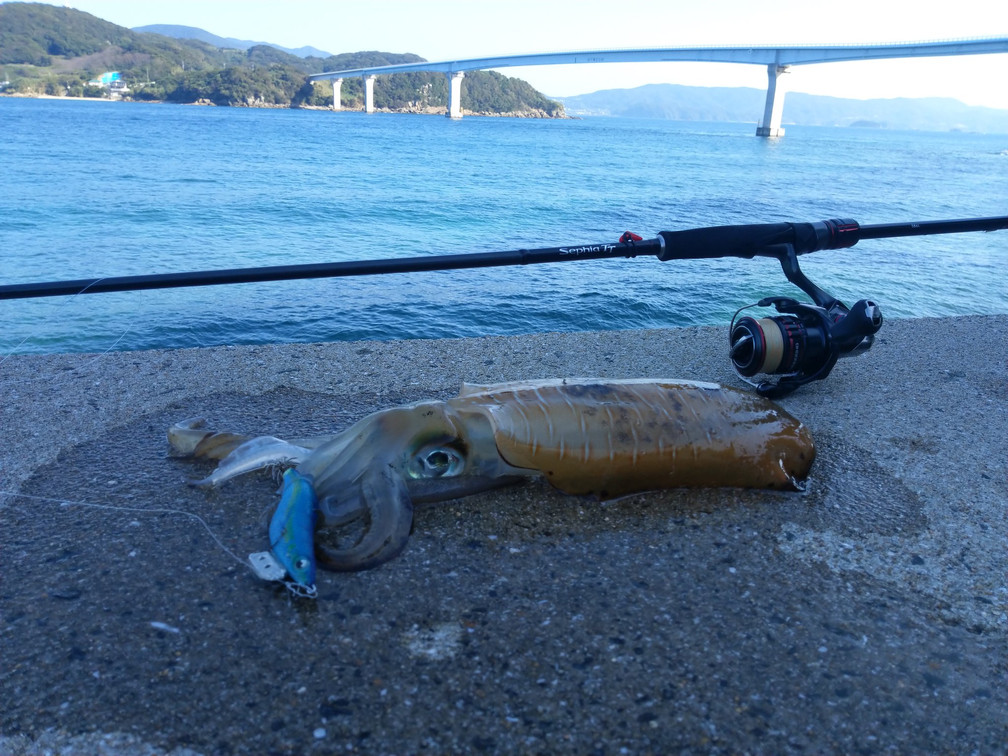 Surf185 エギング 伊王島 少しましなのが来てくれました T Co Jt2we6tntg Twitter