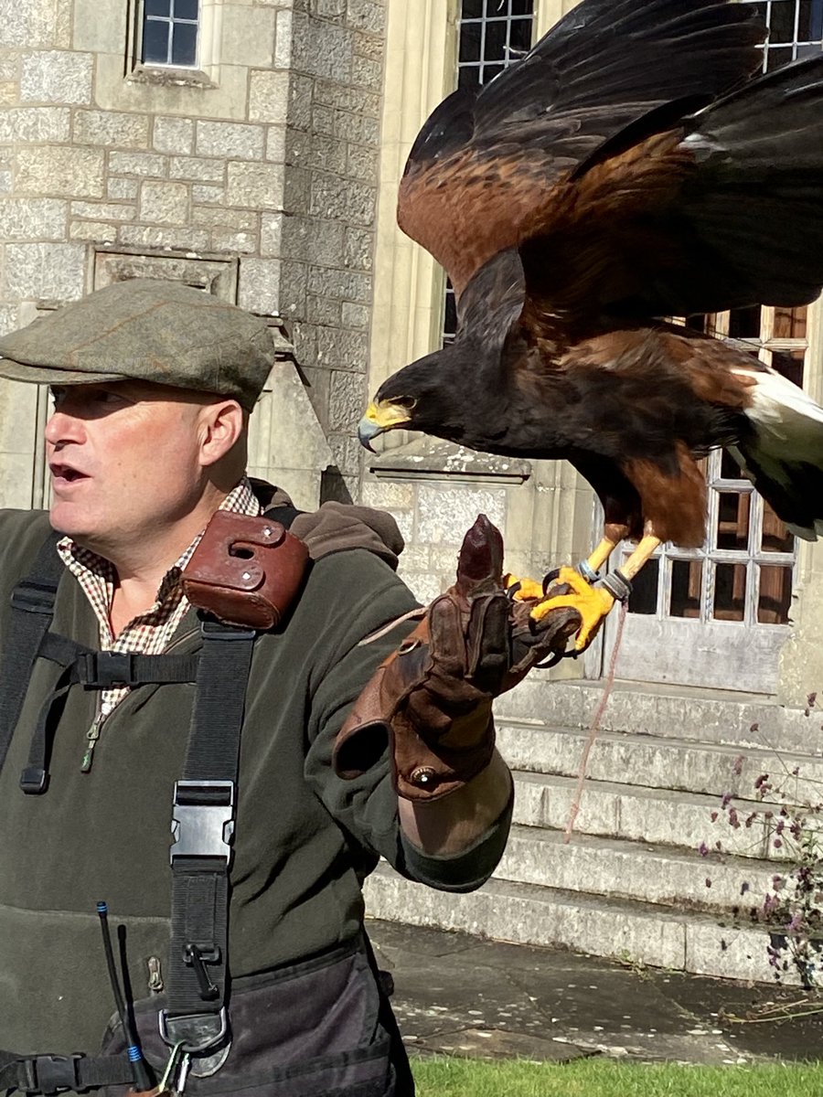 Sharon the Harris Eagle with Martin Whitley from <a href="/DartmoorHawker/">Dartmoor Hawker</a> at <a href="/BoveyCastle/">BoveyCastle</a> this week.