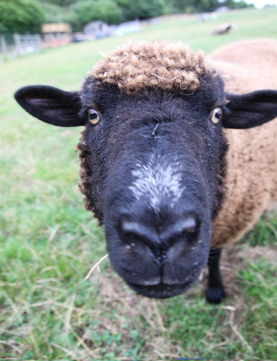 Happy Farm Animal Day 😊♥️ Love Ivy xx #happyfarmanimalday @manorfarm_trust #farming #sheep #photography #farmlife #animals #farmanimalday @OnTheFarmC5