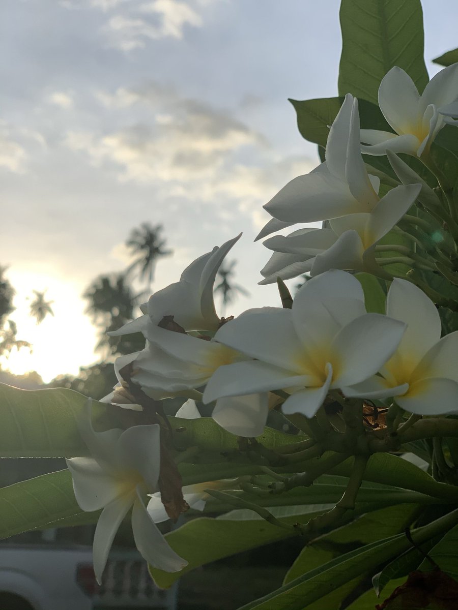 polychick11's tweet photo. Proud Pacific Islander @americansamoa #NaturePhotography #americansamoa https://t.co/F9XPIwpkCA