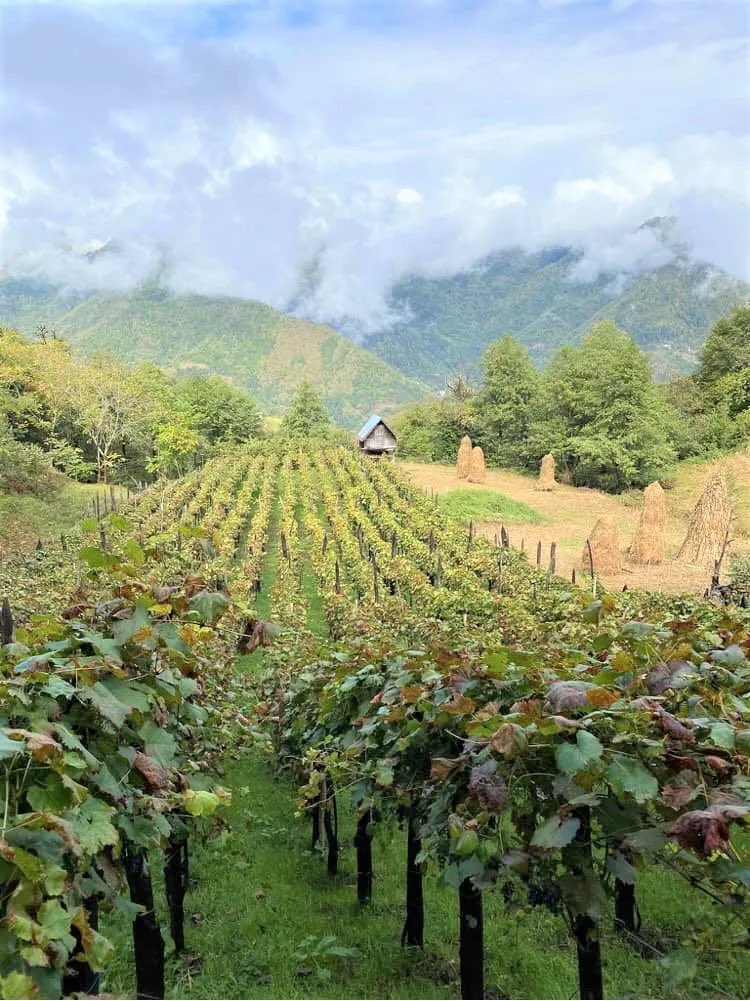 Amazing Georgian qvevri wines!!!

Nice winery, nice orange wines!

In Chinese:

reurl.cc/l5ZRNY