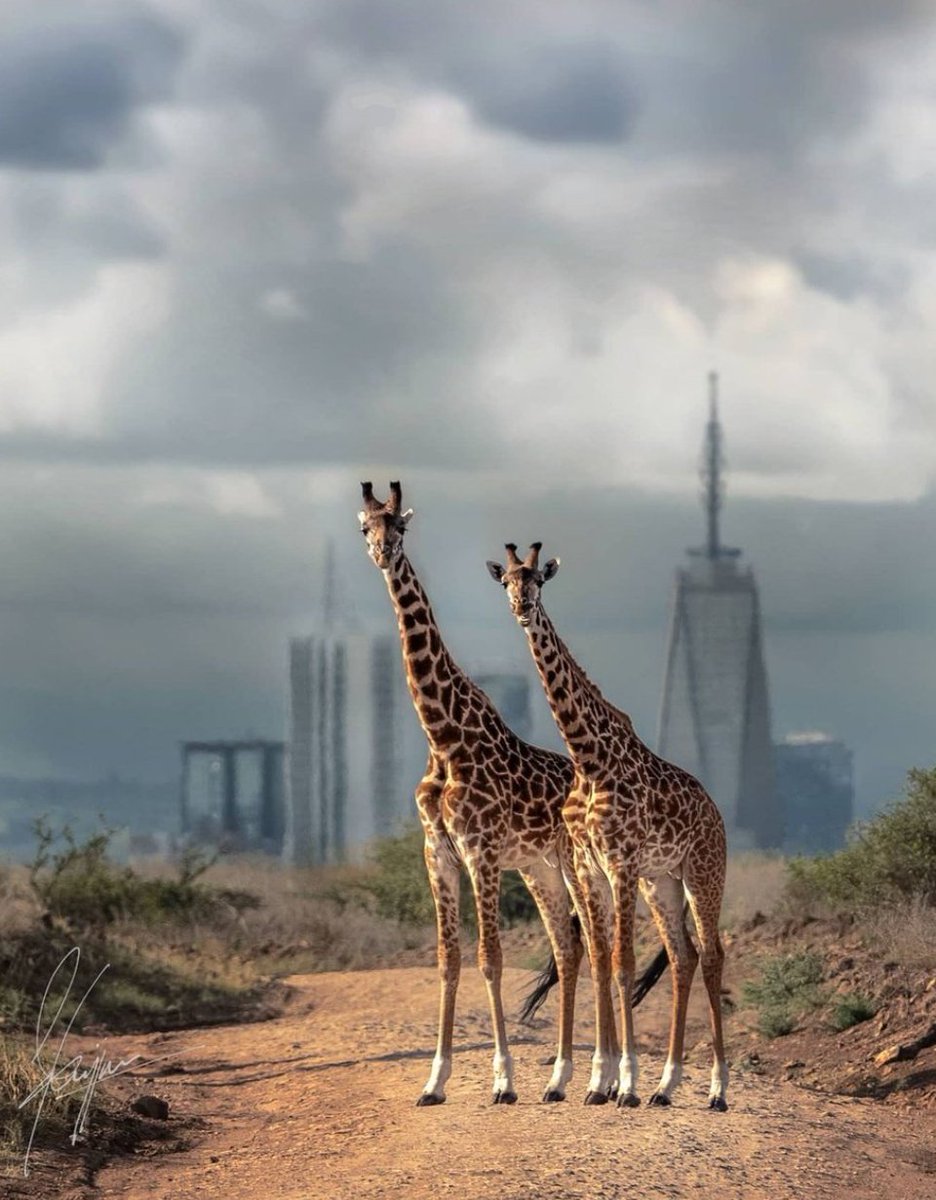 God is a designer 
Just look at the patten on the giraffes body 
Have a day full of joy and positivity 
Photo credit <a href="/darshitgajjar/">Darshit Gajjar</a>
