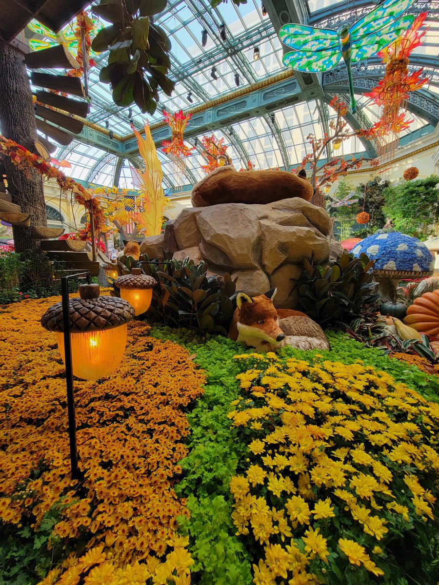 BrianGSilva's tweet photo. "Creative Wonderland"
The @Bellagio always has a sight to be seen.  The Conservatory l👀ks great! 😁👍
#ThanksBellagio https://t.co/vER6nKJTiP