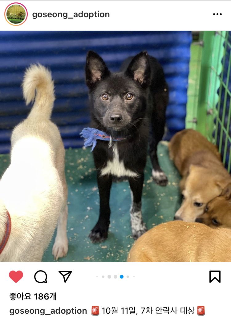 jjjjjam's tweet image. 똘망똘망한 응시
하얀 가슴팍 삼각형
양 손에 다르게 끼운 양말
모든게 눈을 확 사로잡는 이 친구의
사진 아래
‘10/11 안락사 예정’ 이라고 써 있어서
인연이 있을까 하고 업어왔습니다. 
링크는 instagram.com/goseong_adopti…