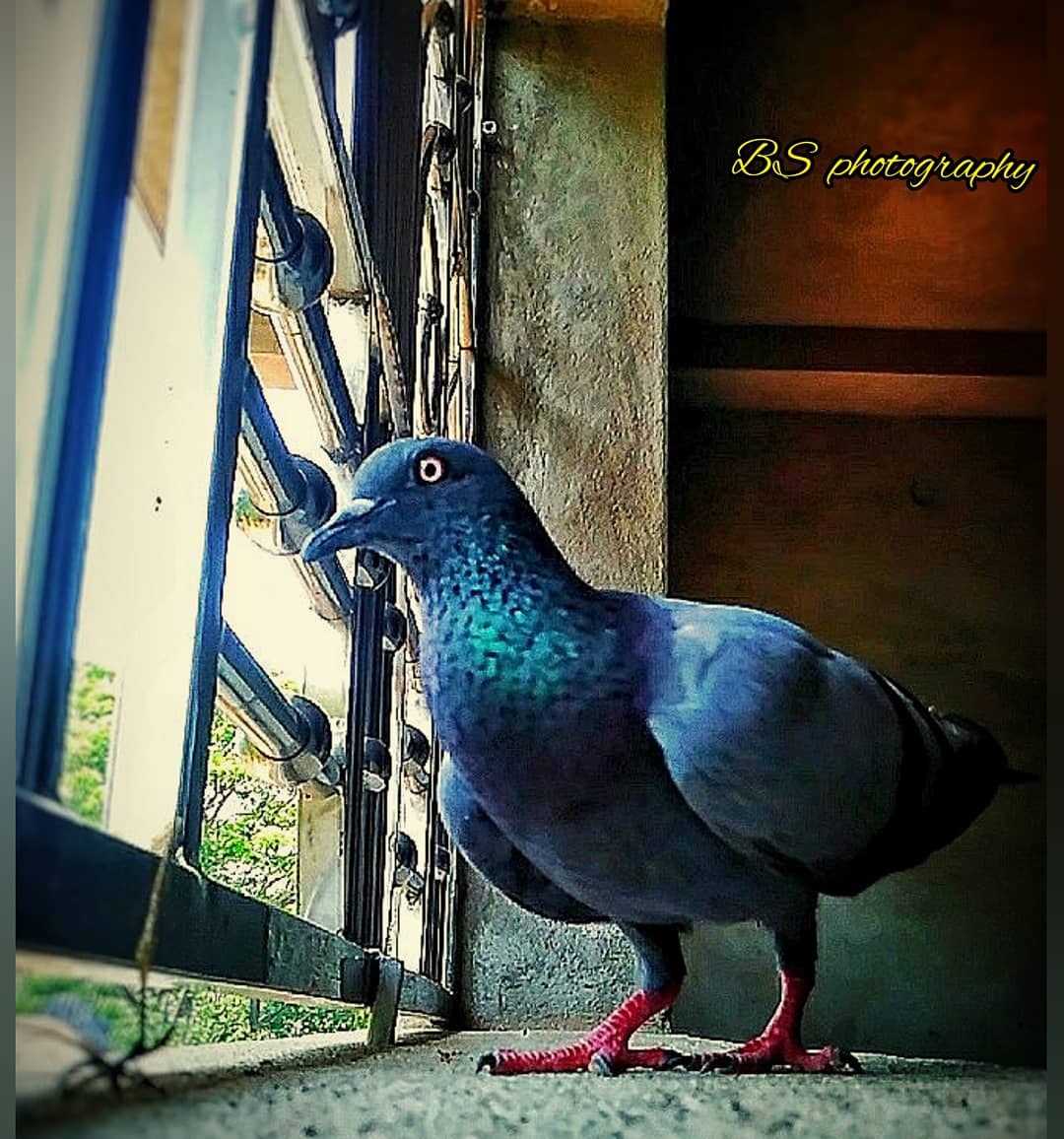 bhagirathiset18's tweet photo. Support me on my Instagram handle 💚
https://t.co/YHV2qVXDMG 
. 
. 
. 
#pigeon #pigeons #birds #bird #g #vercin #pigeonsofinstagram #pigeonlove #birdsofinstagram #pigeonfan #nature #pigeonlife #racingpigeons #taklac #pigeonforge #tauben #pigeonracing #photography @StormHour https://t.co/8khTSDXdbj