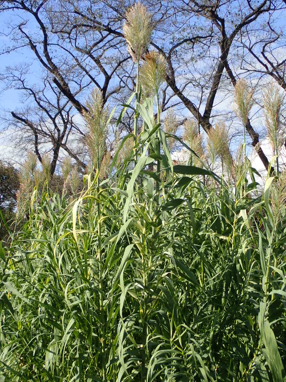 Twitter 上的 神代植物公園 ニュース スタッフより 園芸係 宿根草園に生える お化けススキ その正体は 実は これはフイリセイヨウダンチク ダンチクは イネ科ダンチク属の植物で 日本南部 中国 インド 地中海沿岸地域までに広く分布する多年草