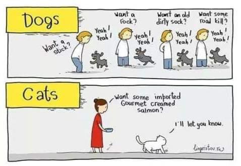 PaperclipBooks's tweet photo. It’s Caturday! This is so very true! 😂 #catsvsdogs #dogsvscats 
.
#caturday #catsandbooks #paperclippublishing #cat #cats #catsofinstagram #publishing #author #writer #writersofaz #authorsofaz #book #books #booklover #bookaddict #bookstagram #bookstagrammer #booksbooksbooks https://t.co/g7jfydHSL6