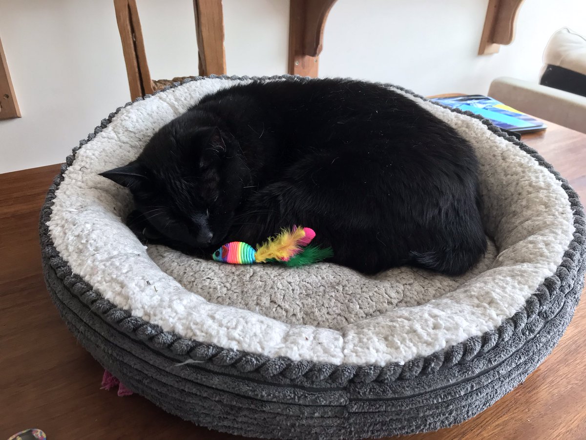Magicpanfur's tweet photo. Thinking back to summer days and #nipfest2021 What fun we had with furrends 😹😹😻😻#winteriscoming #Centralheatingon https://t.co/gioWbn3DDa