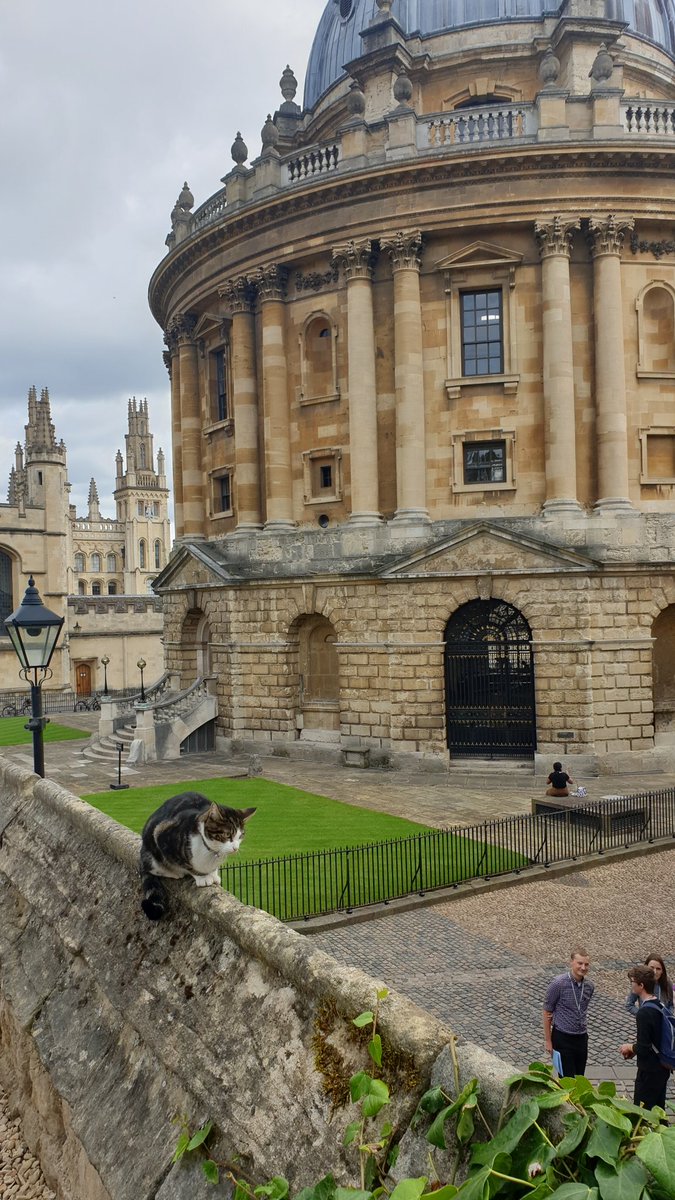 Walter, the Exeter College Oxford cat. Named after the founder of the college, Bishop Walter de Stapledon. #CaturdayEve