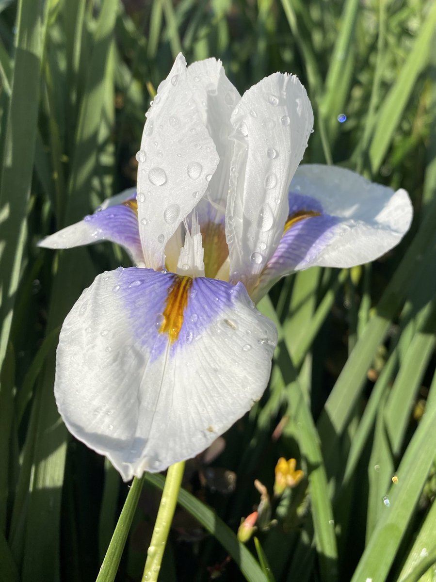 IrisesSeagate's tweet photo. Iris Unguicularis ‘Peloponnese Snow’ the first of the winter flowering irises to flower in the stock beds. #stockbed #irisbed #irisunguicularis #peloponnese #snow #irislove #irises #lincolnshire #britishgrown #iris https://t.co/Q8zMAFmeGp
