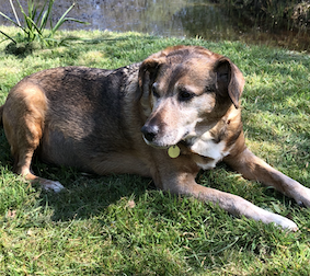 RSPCA_Amy's tweet photo. PLEASE RT! ⚠️Can you help us find Max? This elderly, blind @RSPCA_official foster dog has gone missing from his foster home in #StKeverne #Cornwall and police are investigating as possible theft after his carer received a call demanding a ransom
https://t.co/AN6cAeS7uB https://t.co/e2s9cHafKK