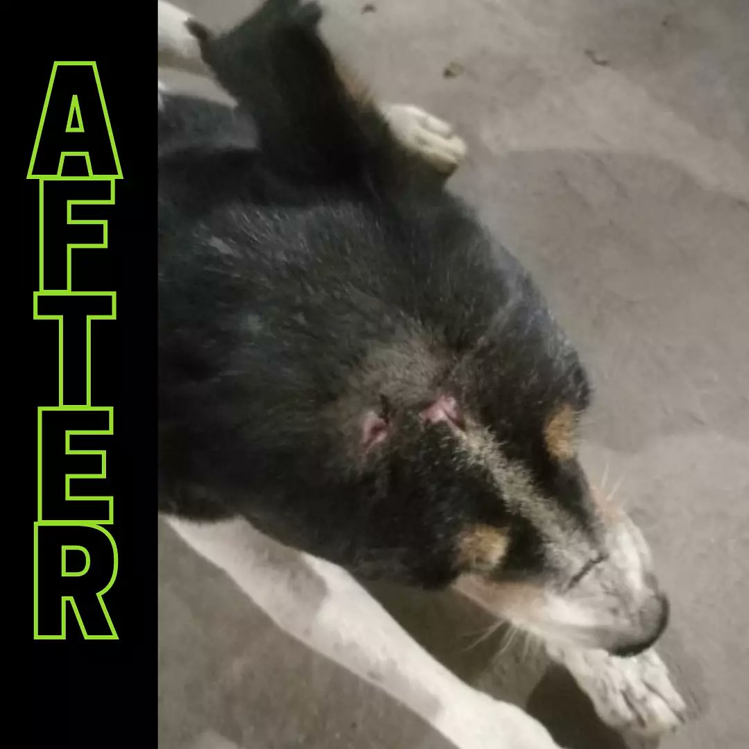 AnimalSonipat's tweet photo. We are very happy for Kalu 
  Because he used to run away at the time of Kalu's treatment, which made it difficult for us to treat him, but now we are happy that Kalu is cured. @PetaIndia
.
.
.
#picoftheday #followme #music #photography #animalrescuesonipat #1rohitmehra #PETA https://t.co/PORVzhmsa7