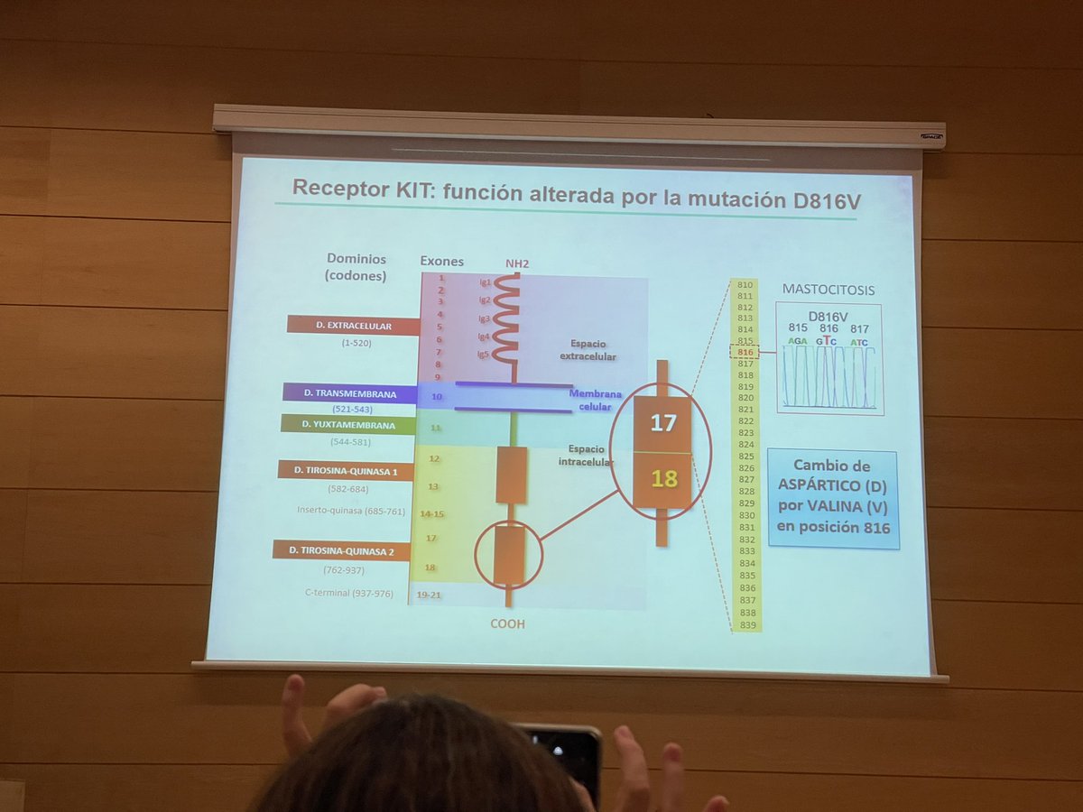 JAN_donosti's tweet photo. El lío que monta un solo cambio en un nucleótido en el receptor KIT de los mastocitos #alergonorte40 #drAlvarez-Twose @alergonorte  @Riojaforum https://t.co/Sz94QiHDj9