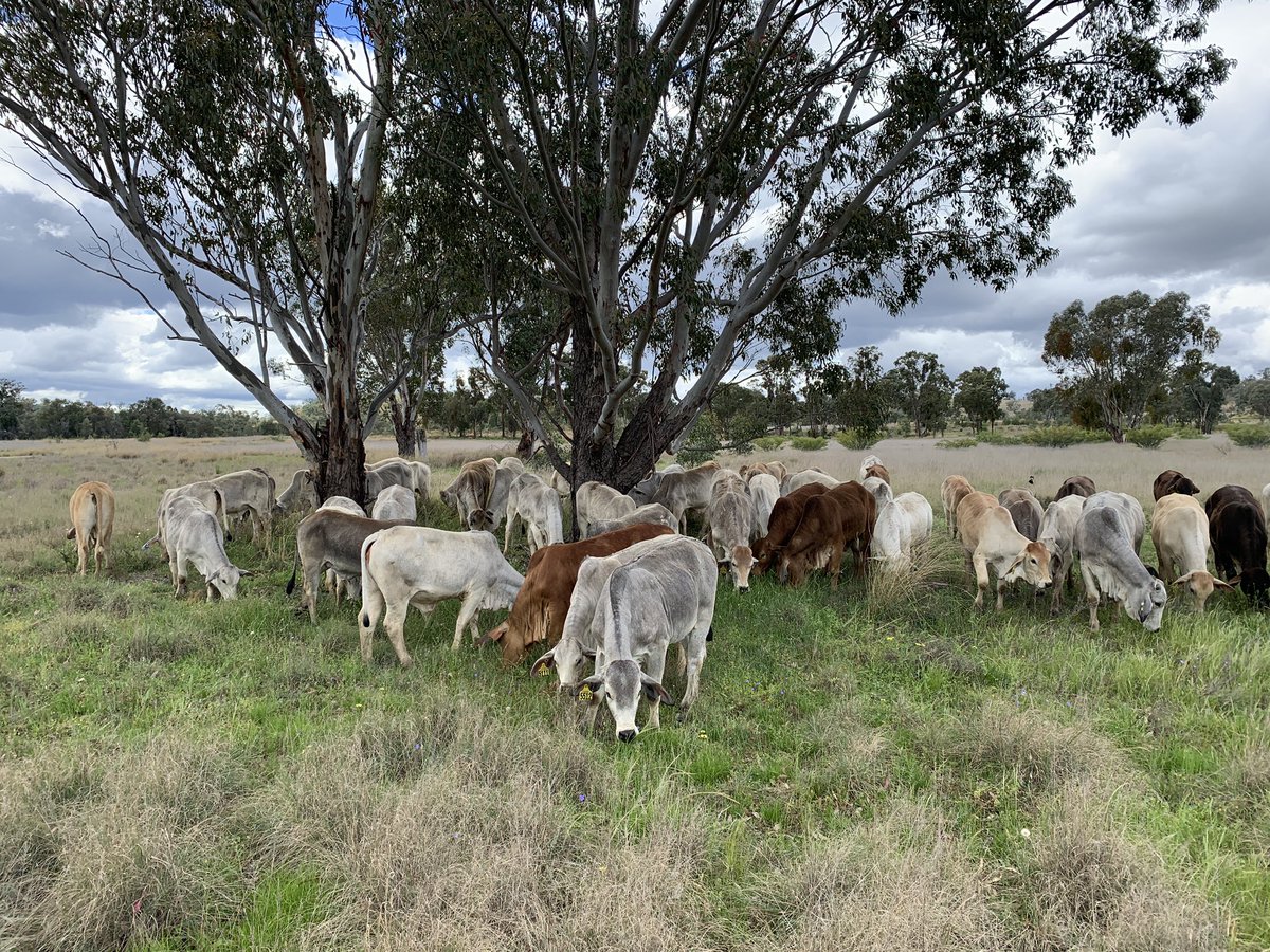 MartyConroy_9's tweet photo. Took the kids for a walk, they were well behaved. Such a pleasure ๐ฎ #education #Brahman #TailOut https://t.co/NKO6tNCALw