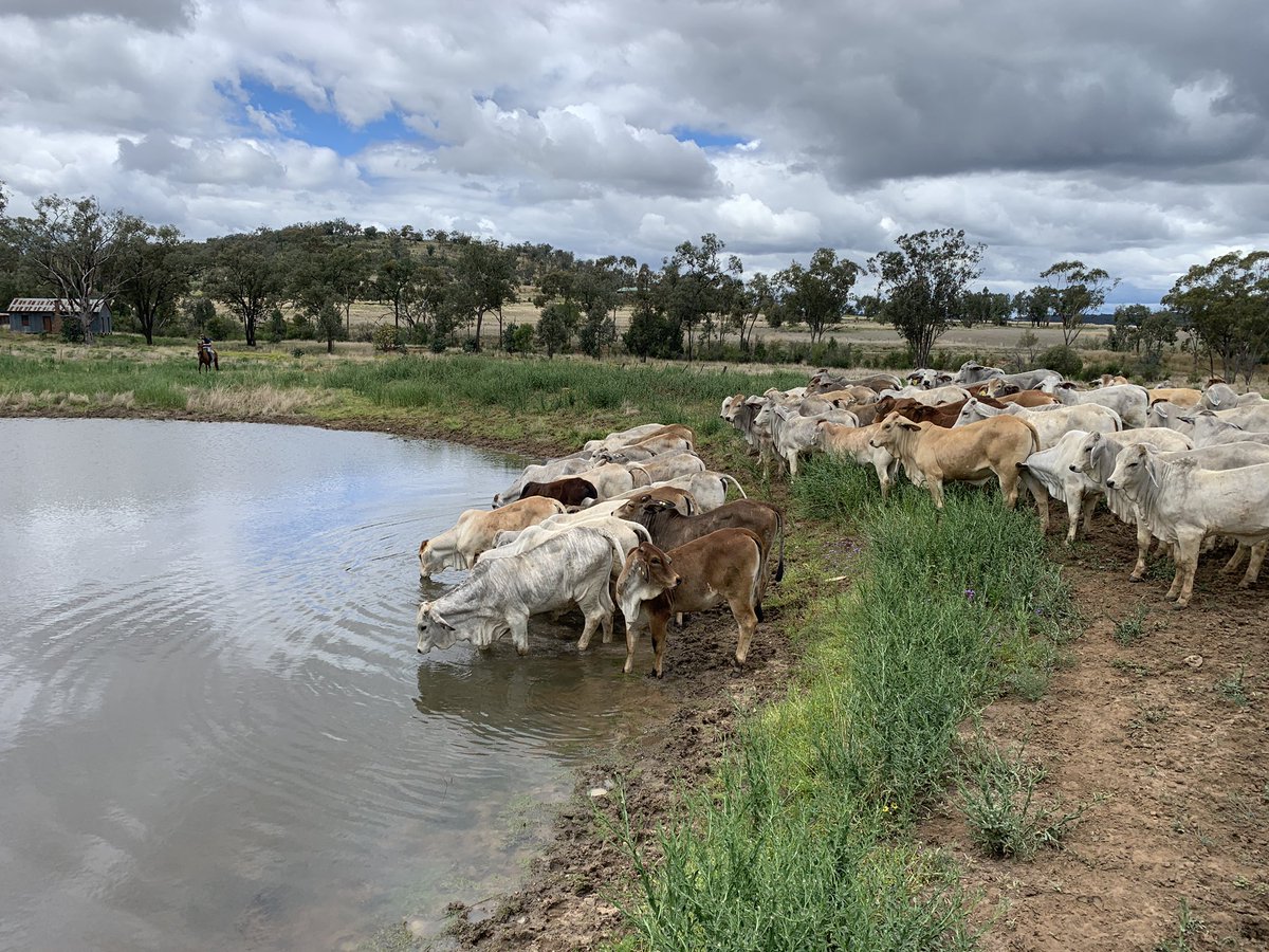 MartyConroy_9's tweet photo. Took the kids for a walk, they were well behaved. Such a pleasure ๐ฎ #education #Brahman #TailOut https://t.co/NKO6tNCALw