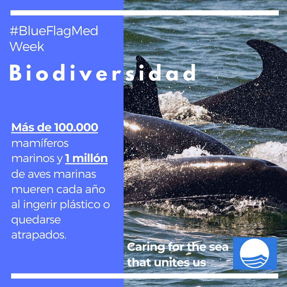 ElCampelloAyto's tweet photo. #BlueFlagMedWeek #Biodiversidad 👇
Millones de especies habitan nuestro planeta en lo que se llama biodiversidad que, no solo lo hacen más hermoso, sino que y lo más importante, nos ofrece a los seres humanos y a la propia tierra todo lo necesario para subsistir 💚🌍. https://t.co/J3fPbHiZFq