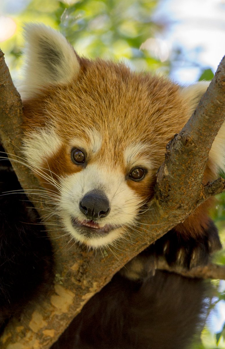 ZoosSA's tweet photo. @AustVetNews @tarongazoo @PerthZoo @ZoosVictoria Yaaay it's a win win! We'll get the ball rolling...
#RedPanda #ZoosSA https://t.co/J9WsosVDY8