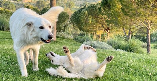 Perché i cani si mettono a pancia all’aria? Non è sempre un segnale di sottomissione csera.it/4f3150e4qF