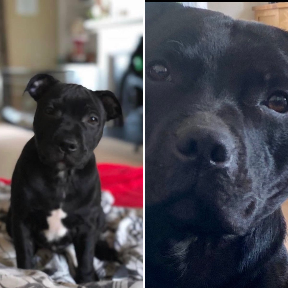 estateChef's tweet photo. Our Charlie 3 today #Staffies #staffordshirebulls ⁦@Lee180575⁩ https://t.co/VyDZaSrZao