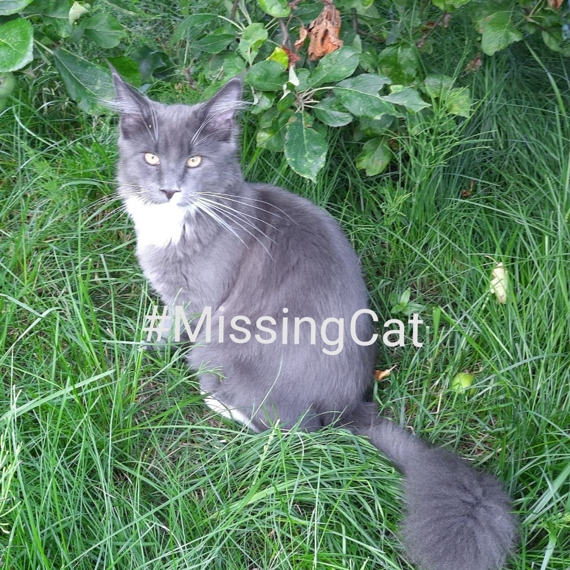 GabiUKiefer's tweet image. Wer hat #Filou gesehen?
Der Maine Coon Kater wird seit 22.09.21 in Cuxhaven-Groden vermisst! 
#missingcat #catcontent #petalert, #katzegesucht #katzeentlaufen #katzeverloren #katzevermisst #cuxhaven
#filoumissing #polska #BrakCota #nagroda
instagram.com/p/CUhPg_ZMshA/…