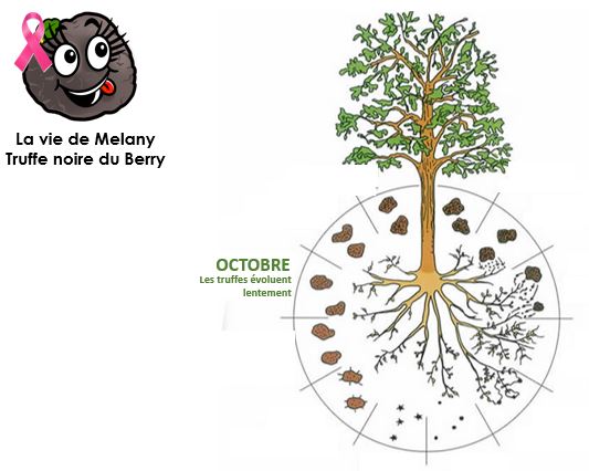 Lestruffieresd2's tweet photo. [Cycle de la Truffe Noire]
Octobre constitue une période intermédiaire entre la fin du grossissement et le début du murissement.
Bien loin d'une croissance aussi rapide qu'en août, les truffes vont atteindre leur poids quasi définitif.
#adopteunchene
#Berrypower
#biologie https://t.co/e3QqVW7vLO