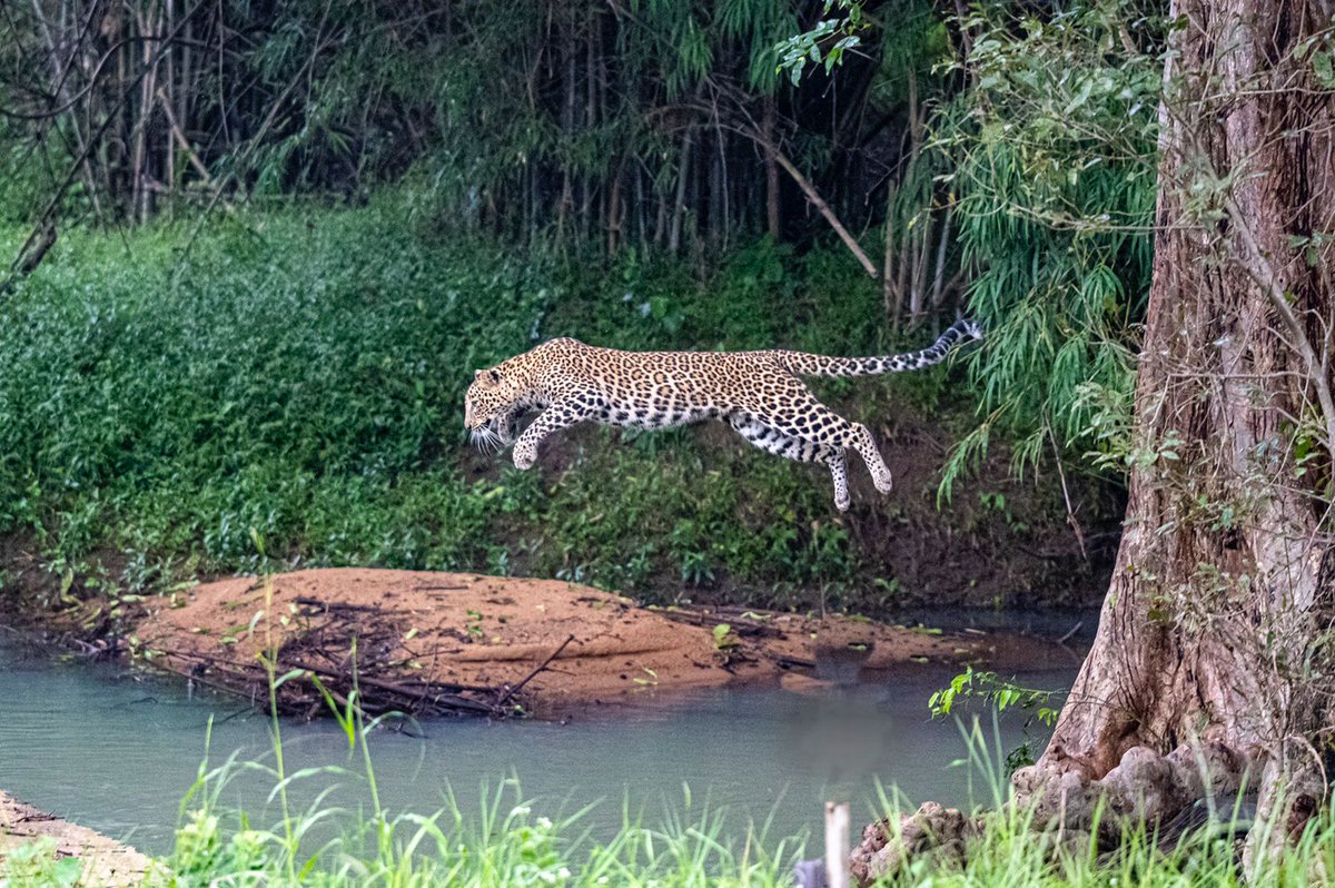 vijayp091's tweet photo. What a #click by Shankar Iyer from #Tadoba! First day first show. @uddhavthackeray @AUThackeray @SunilLimaye2 @MahaForest @SunilWarrier1 @TOICitiesNews @jituramgaokar @nandkishorkale1 @RandeepHooda @saroshlodhi @etadoba @TOI_Nagpur @KalyanVarma  @ntca_india @BittuSahgal https://t.co/0SEjSuBBlo