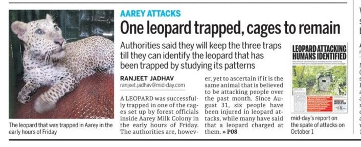 ranjeetnature's tweet photo. Aarey animal attacks: One leopard trapped, cages to remain, say authorities https://t.co/rqGNjjHNSY @mid_day https://t.co/c27m8T7tl2