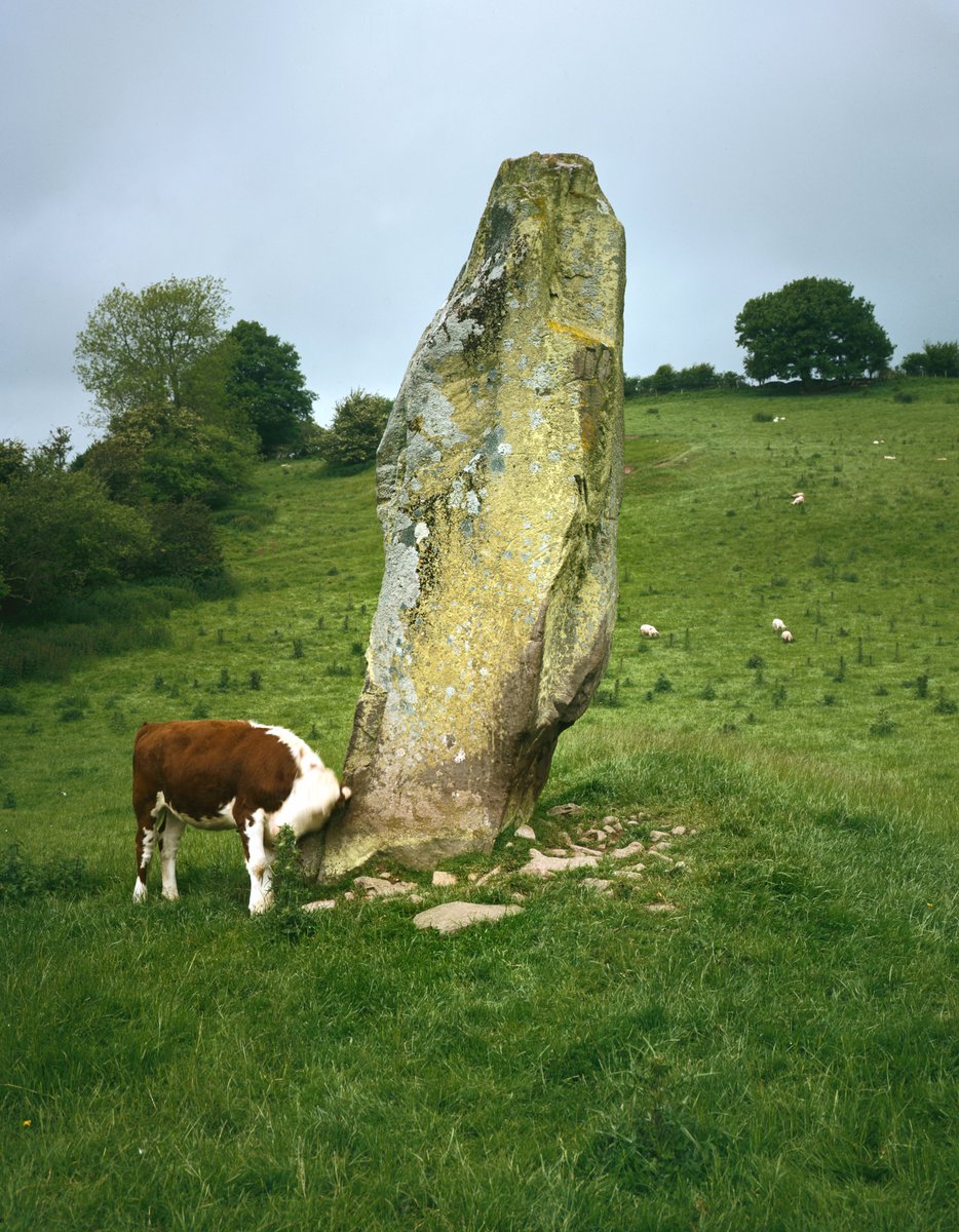 When you have an itch that just needs scratching, there's nothing better than a standing stone like this one on farmland at Battle, near #Brecon. The blunt-pointed standstone monolith is 3.96m tall
Digital copy of 1981 colour transparency
coflein.gov.uk/en/archive/618…
#FarmAnimalsDay