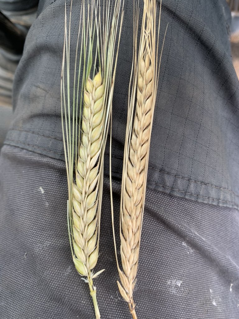 Andrew Todd tweet media