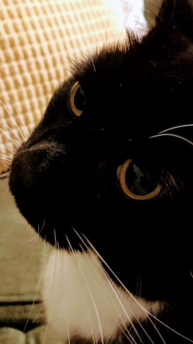 Marie_Batey's tweet photo. @MarcelleTauber @Imperialpeople @GreenDP16 @HuyssteenKarien @MastersonSarahA @shiv_smith Hahaahahah! Miss Molly would like to be asked for her opinions if there is further *important research*. #GotViews #GoodCat https://t.co/srVpKbMZKw