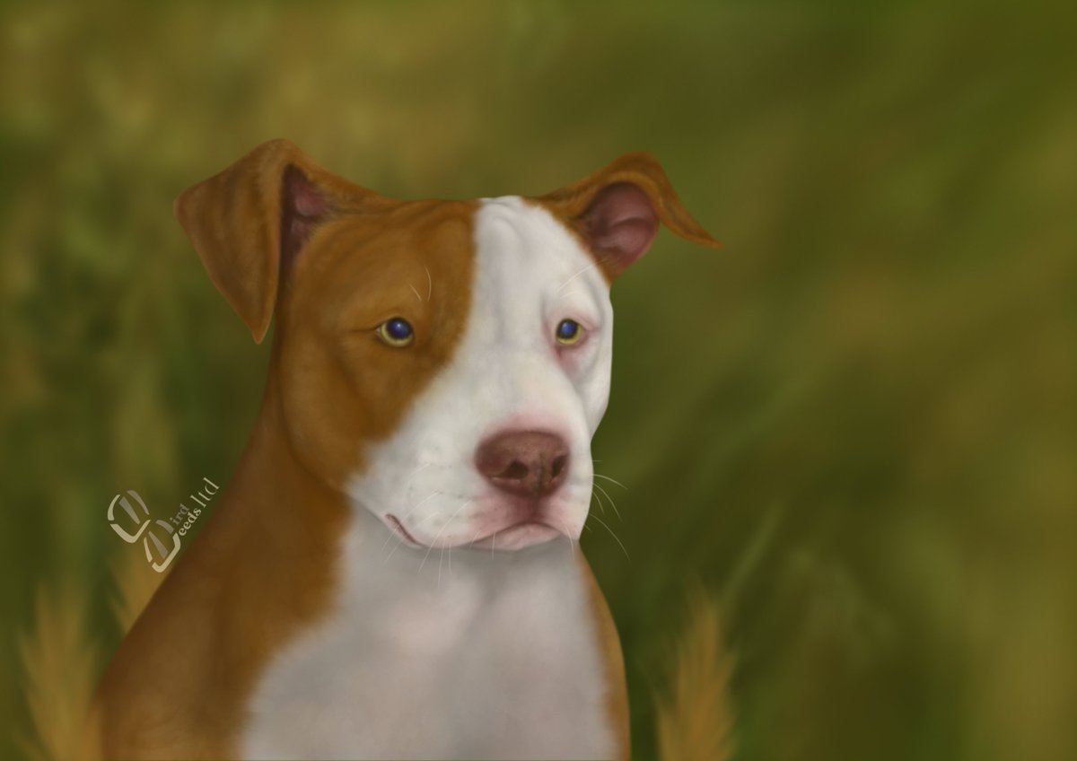 Gravenimage__'s tweet photo. 🎈 Portrait for Strutt Your Mutt 2021

💞 Consider adoption, fostering and/or donating with/to Best Friends Animal Society! 
🌐 https://t.co/gK7lb1KZwM

#bestfriendsanimalsociety #bfinspired #BirdSeedsLtd https://t.co/Zz9YSrLPwK