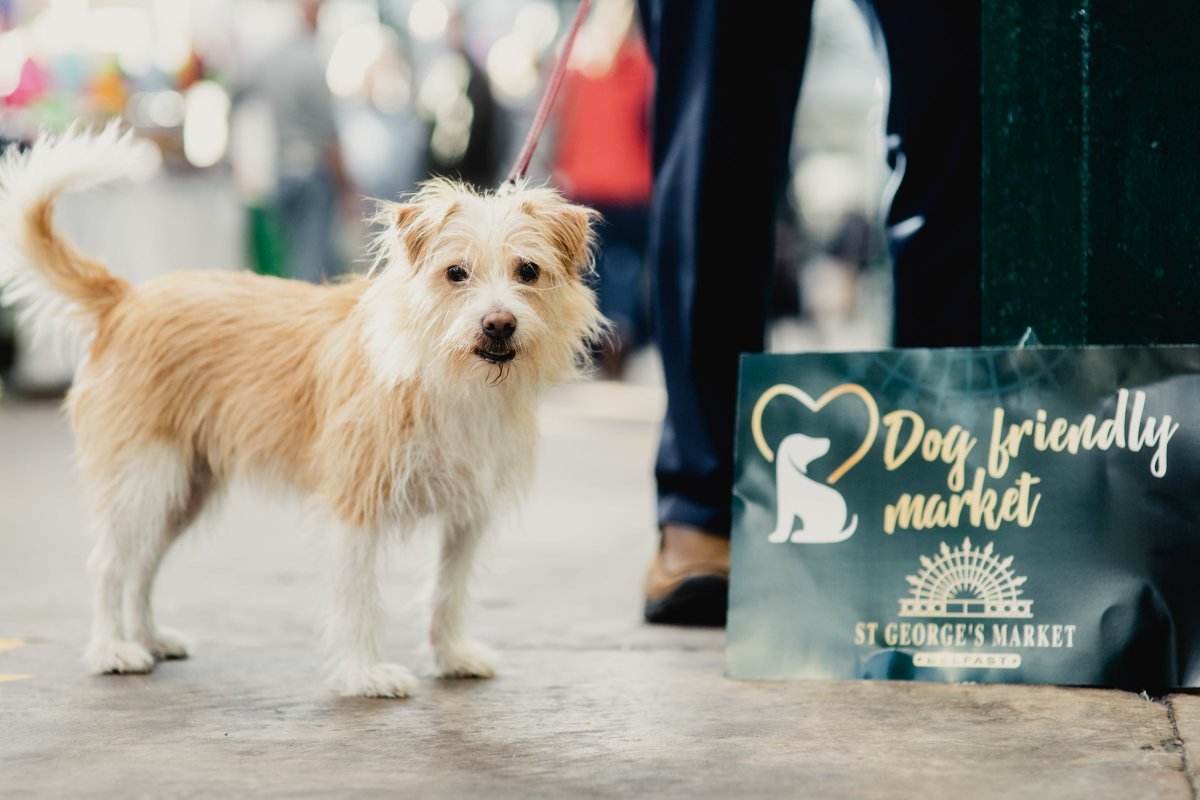 belfastcc's tweet photo. Paw-some news! Dogs are now welcome at @StGeorgesBEL, open today until 3pm &amp; tomorrow, 10am-3pm. Please be responsible if you're bringing your four-legged friend along with you for a browse - keep pets on leads, clean up any accidents &amp; don't leave dogs unattended. 🐾 https://t.co/5hdI7DELcs