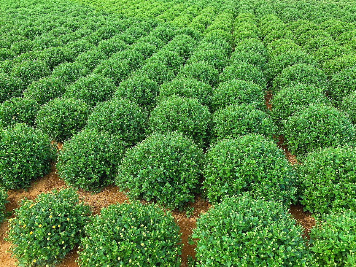 東京ﾄﾞｲﾂ村