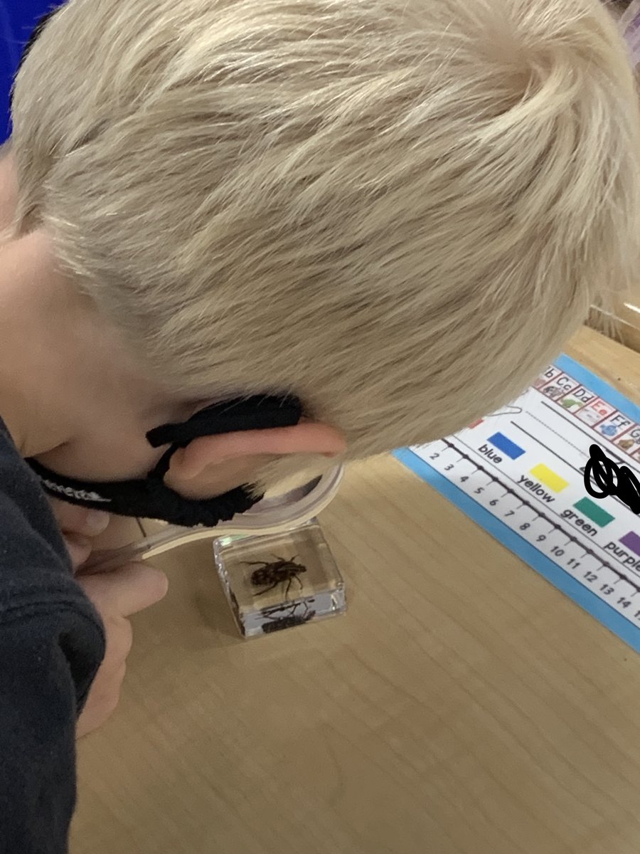 The Ducklings look at insects to explore the characteristics <a href="/MeriwetherLES/">Meriwether Lewis</a>