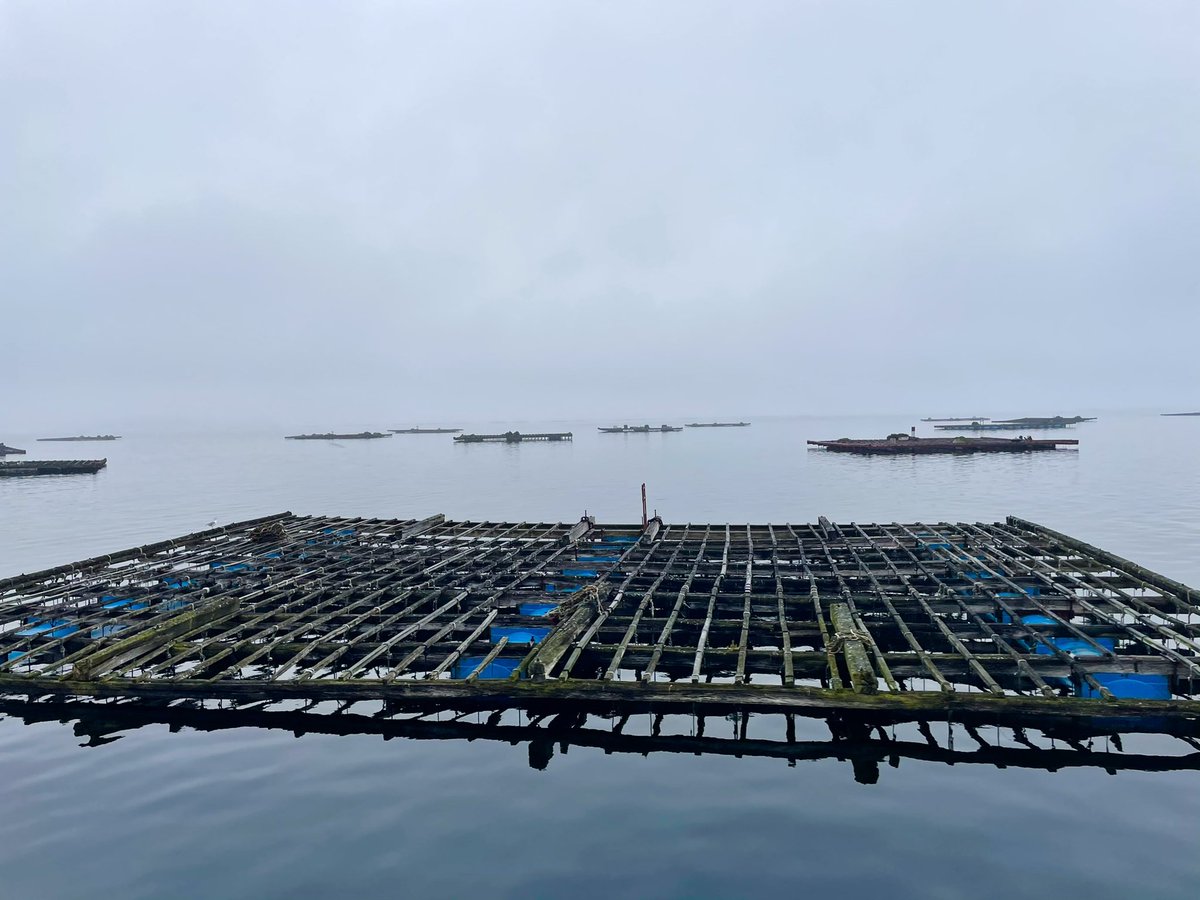 Excelente el evento de ayer #ecociña #ecociñanocamiño en Vilanova de Arousa con amigos <a href="/rutarestaurante/">Rutasyrestaurantes</a> <a href="/desayunacoruna/">Desayuna Coruña</a> <a href="/LaurelyCanela/">Mª José Basanta</a> <a href="/GaliciaGastro/">Galicia Gastro</a> <a href="/Petiscosgalegos/">PetiscosGalegos</a> <a href="/QueirugaRogelio/">Rogelio Santos Queiruga</a> . Probamos xarda con puré de zanahoria y callos marinos, exquisitos platos de <a href="/Miguelmosteiro/">Miguel Mosteiro diaz</a>