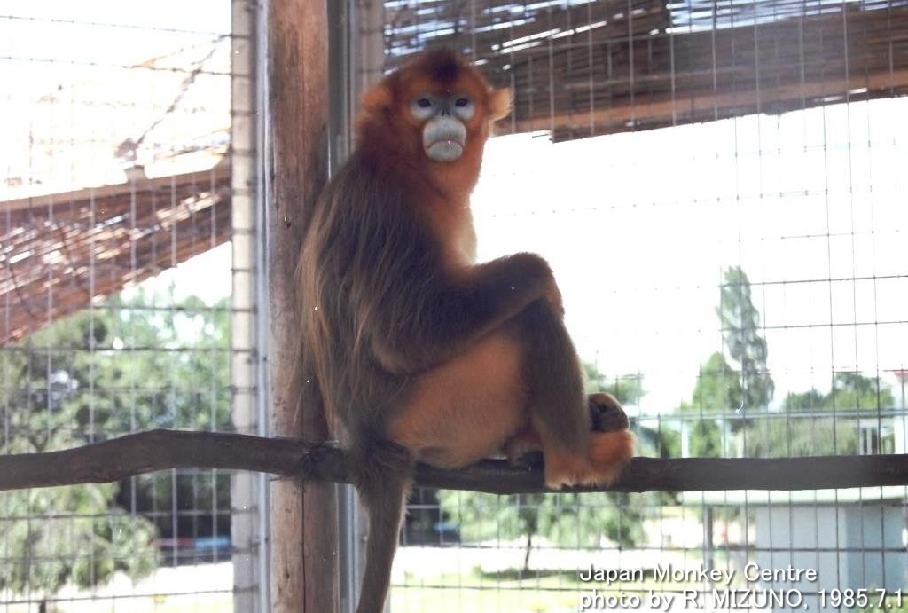 日本モンキーセンター 公式 こんなサル飼ってました キンシコウ 1985年3月9日来猿 日本初のキンシコウ で オスの宝宝とメスの珍珍の２頭 ずっといたように思われがちですが 実際に展示に出ていたのは110日間だけで そののち中国へ帰ったそう