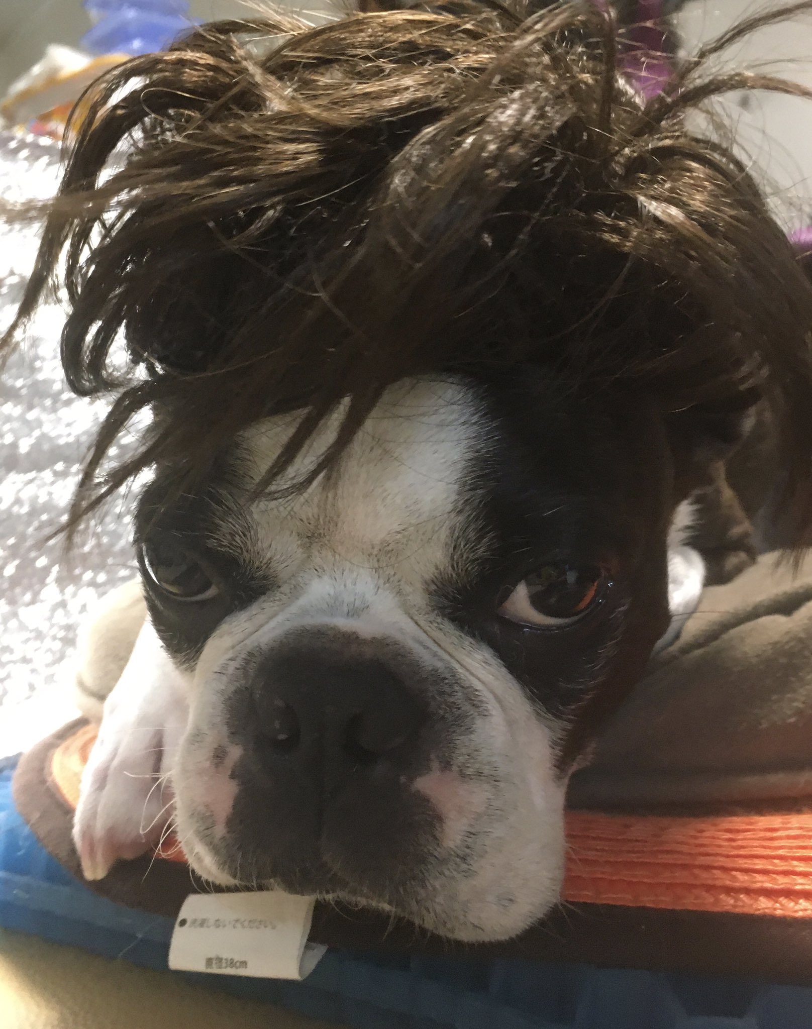 かつら犬 Twitter Search Twitter