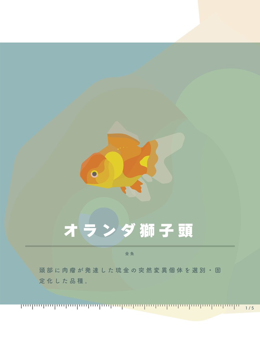 今日はオランダ獅子頭 曜日ごとにお魚の分類分けることにしました 土曜日は淡水魚になります 頭のこぶが特徴的で丸っこい体が超可愛い子です 丈夫な子で飼育も比較的容易ですー しゃのーのバイト勉 本日のたんすいぎょ フリー壁紙 ツイレポ